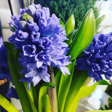 Magvel Jasna アパート *