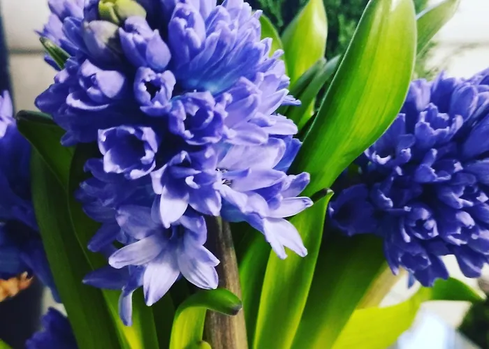 Magvel Jasna Lejlighed *